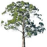 Swift Trees